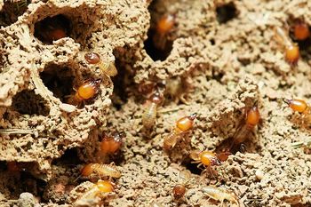 plaga termitas 