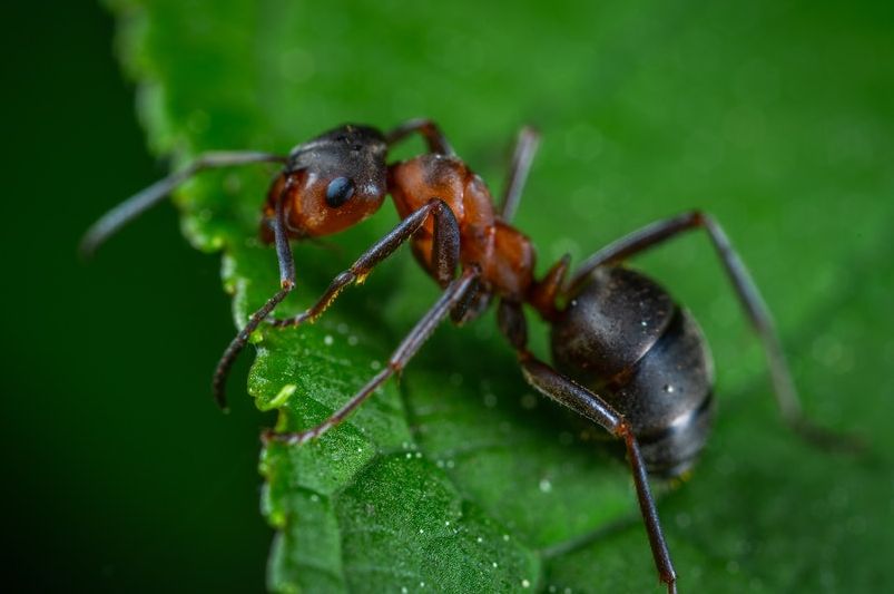 eliminación de hormigas 